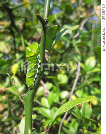 Caterpillar of pumpkin 3486750