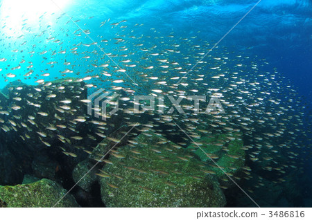 Kurohoshiishimochi 3486816