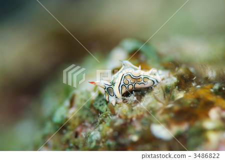 Toumon gullfish 3486822