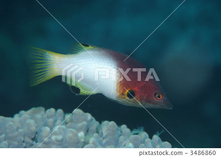 Smithskyra Smithskyra 3486860