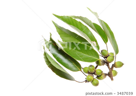 Vertebrate fruits and leaves Vertebrate fruits and leaves 3487039