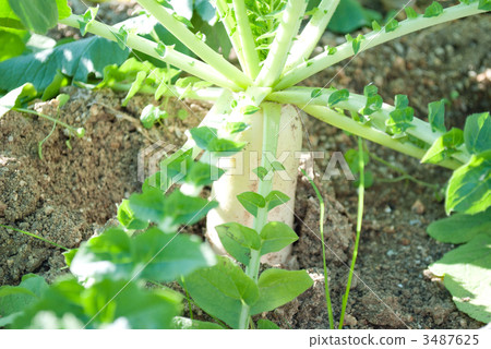 Overall disease fattening 3487625