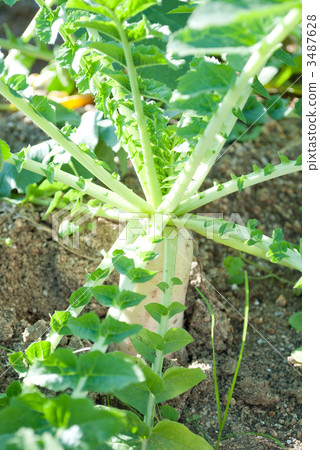 Overall disease fattening Overall disease fattening 3487628