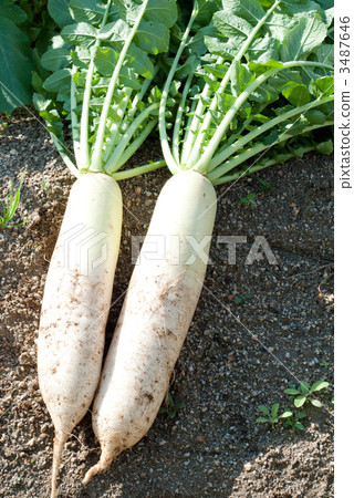 Overall disease fattening Overall disease fattening 3487646