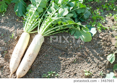 Overall disease fattening Overall disease fattening 3487665