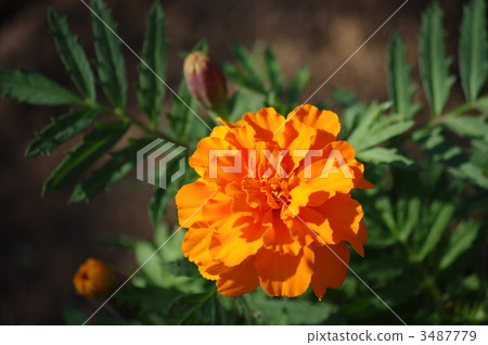 Marigold Marigold 3487779