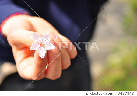 Hand with cherry blossoms 3487848