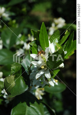 Mandarin orange flowers Mandarin orange flowers 3488207