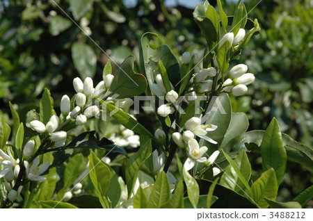 Mandarin orange flowers Mandarin orange flowers 3488212