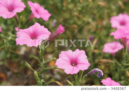 petunia x hybrida, petunia, surfinia 3488367