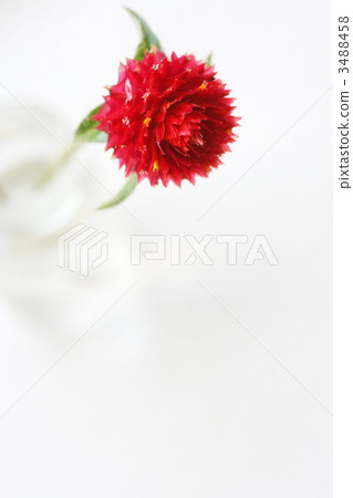 千日紅 千日紅 3488458