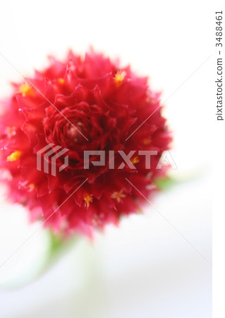 千日紅 千日紅 3488461