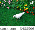 White dove 3488506