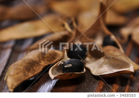 黑豆和貝殼 黑豆和貝殼 3488583