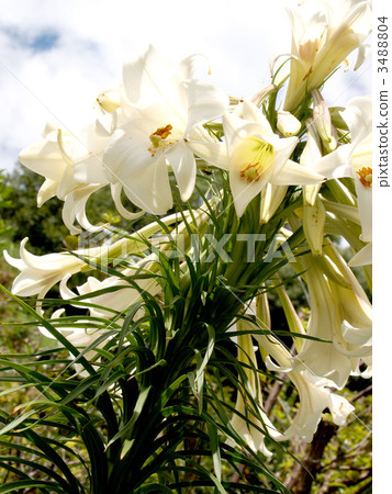 白百合 白百合 3488804