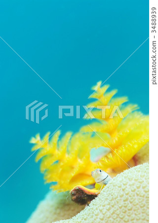 石垣青蛙 3488939