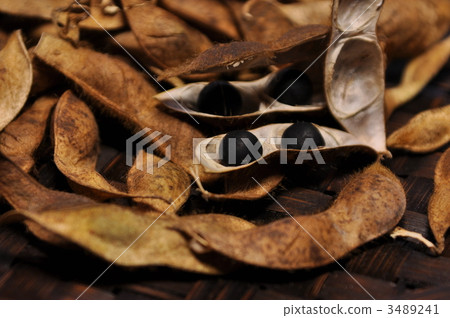 Tanba's black bean threshing Tanba's black bean threshing 3489241