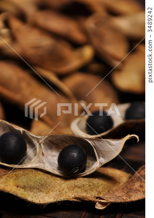 Tanba's black bean threshing 3489242