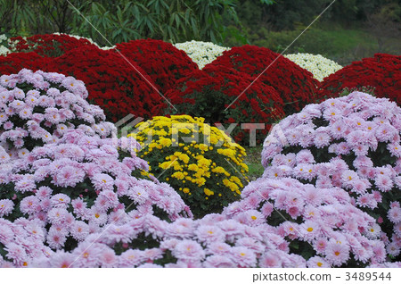 盛開的南Ashigaru Zakuru菊花盛開 盛開的南Ashigaru Zakuru菊花盛開 3489544