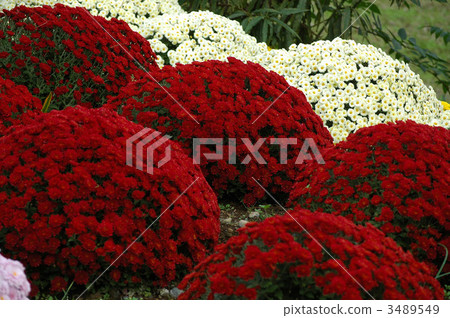 盛開的南Ashigaru Zakuru菊花盛開 盛開的南Ashigaru Zakuru菊花盛開 3489549