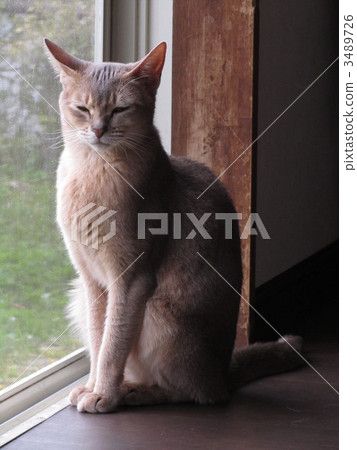 cat, pussy, abyssinian 3489726