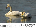 swan, swans, lagoon 3489727