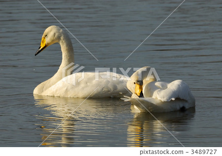 swan, swans, lagoon 3489727