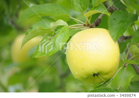 信濃金　　 3489874