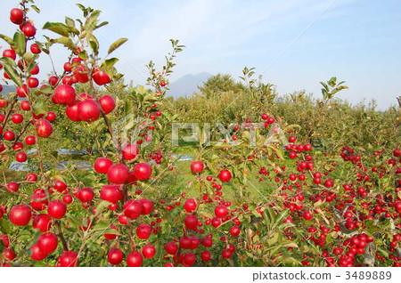 阿爾卑斯女孩 3489889