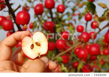 阿爾卑斯女孩 3489890