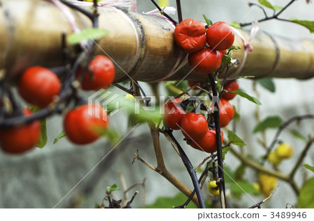 Flower bloom Flower bloom 3489946