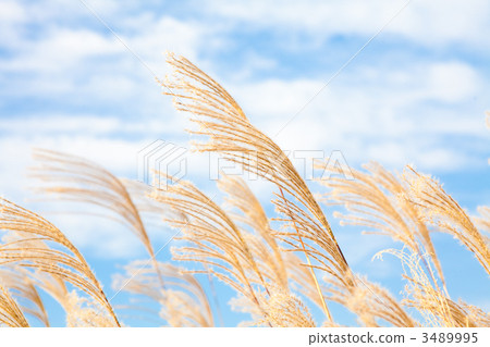 Susuki Susuki 3489995