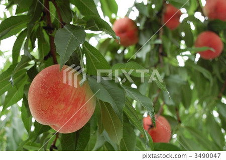 White peach 3490047