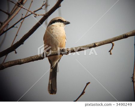 野生鳥類苔蘚 3490249