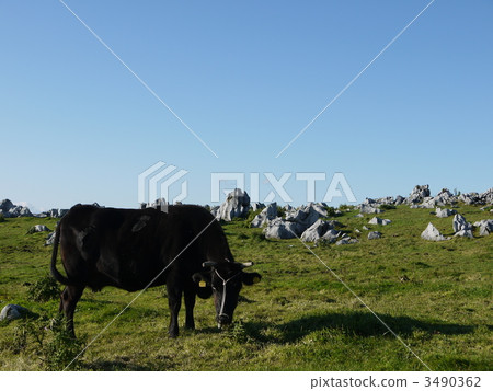 喀斯特和牛 喀斯特和牛 3490362