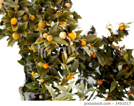 Snow covering and cedar tree 3491017