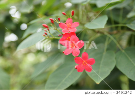 文定果 新加坡櫻桃 牙買加櫻桃 3491242