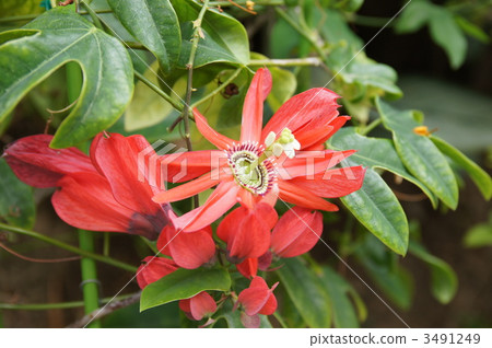 blue passion flower, passion huwa word, hoza kino passionflower 3491249