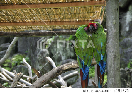 鳳頭鸚鵡 鸚鵡 長尾鸚鵡 3491275