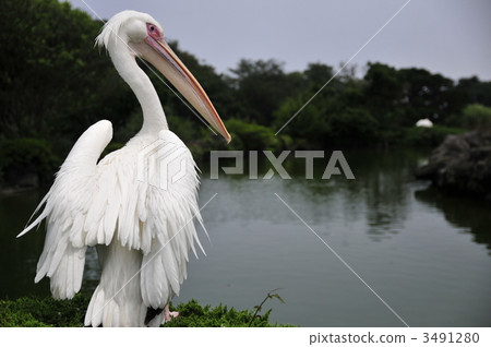 鵜鶘 伊豆仙人掌公園 伊豆 3491280