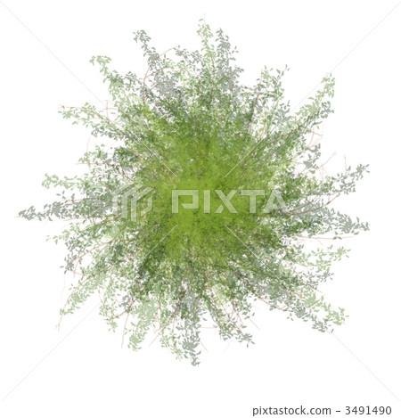 Tree Plane Screen 3491490