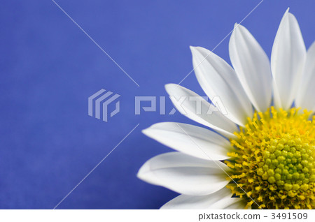 Kikuchi's petal 3491509