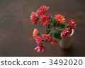小菊花 小紙條 重瓣 3492020