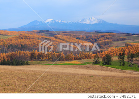 Asahi-dake and larch in late autumn Asahi-dake and larch in late autumn 3492171