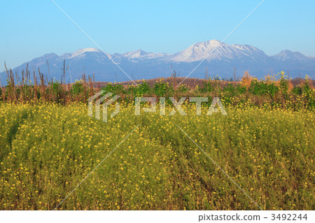 油菜花和雪冠的Asahidake 3492244