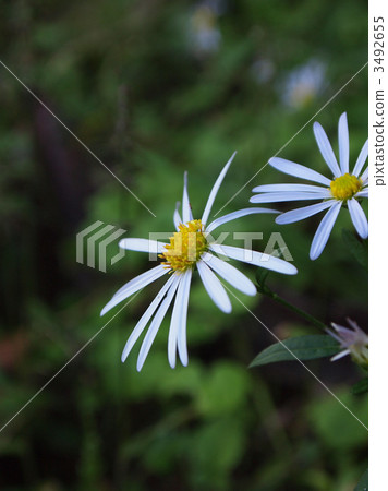 Yuugagiku 3492655