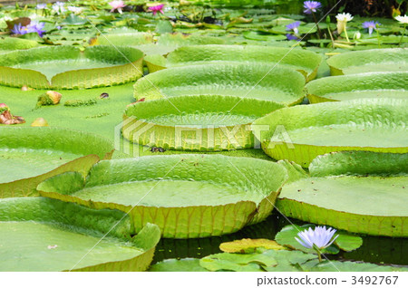 Leaves of Ohonion jas 3492767