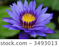 water lily, water-lily, waterlily 3493013