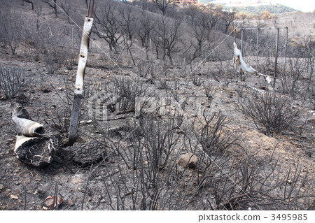 After the fire After the fire 3495985