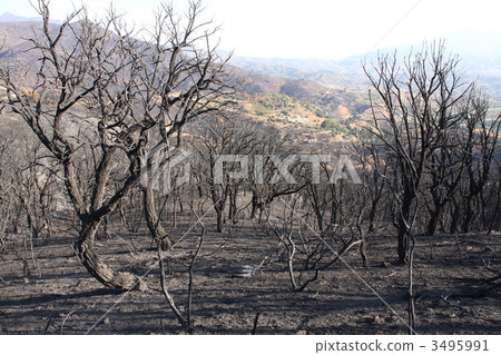 Burned trees Burned trees 3495991